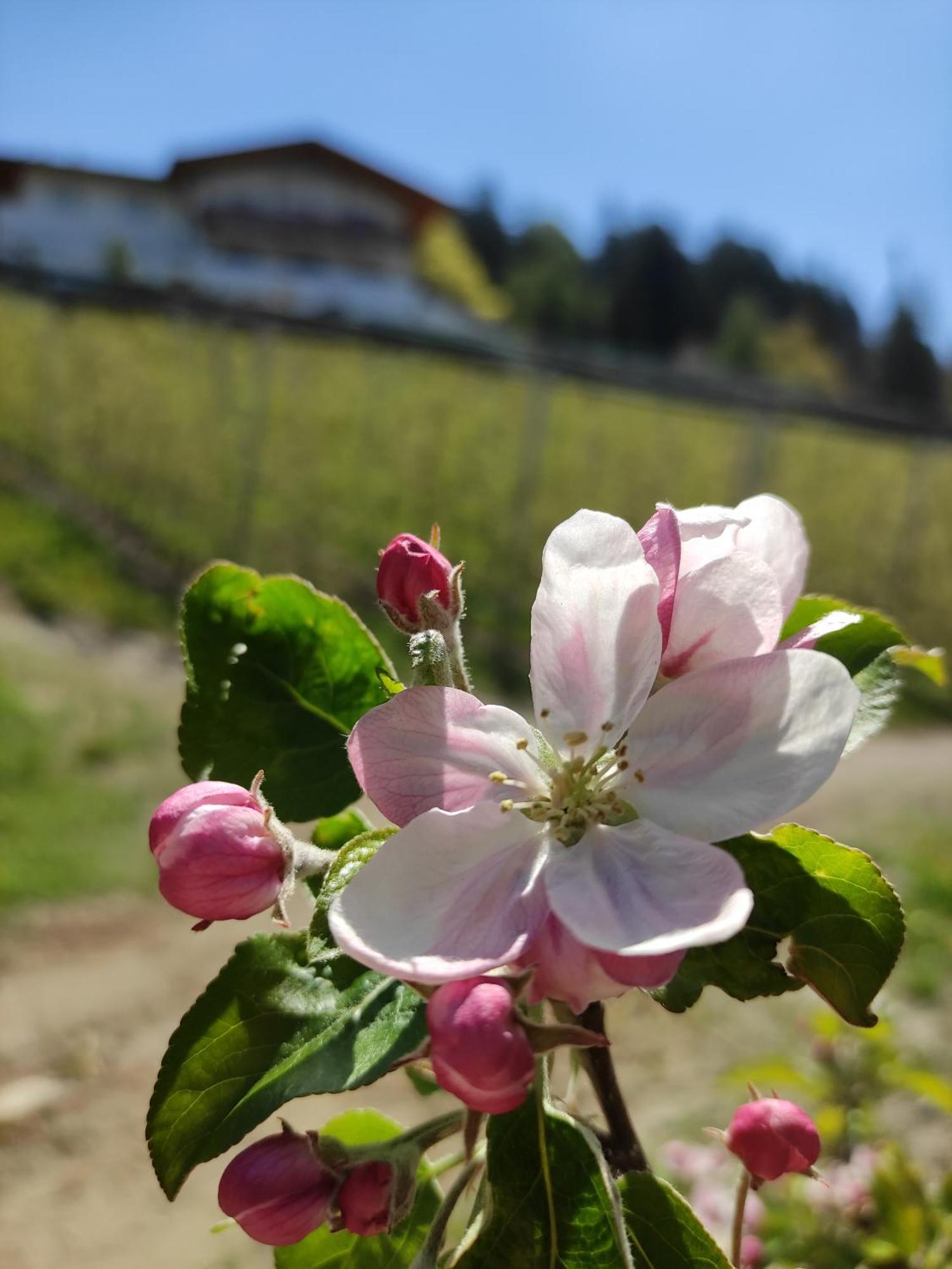 Apartmán Pruensterhof Schenna Exteriér fotografie